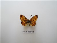 藏品(小珍珠珀豹蛺蝶)的圖片